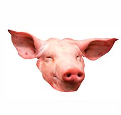 cabeza de cerdo